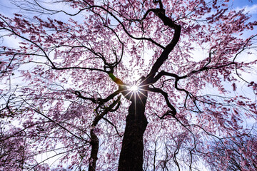 京都府　原谷苑の桜風景
