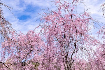 京都府　原谷苑の桜風景
