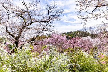 京都府　原谷苑の桜風景
