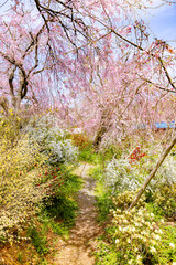 Wall Mural - 京都府　原谷苑の桜風景
