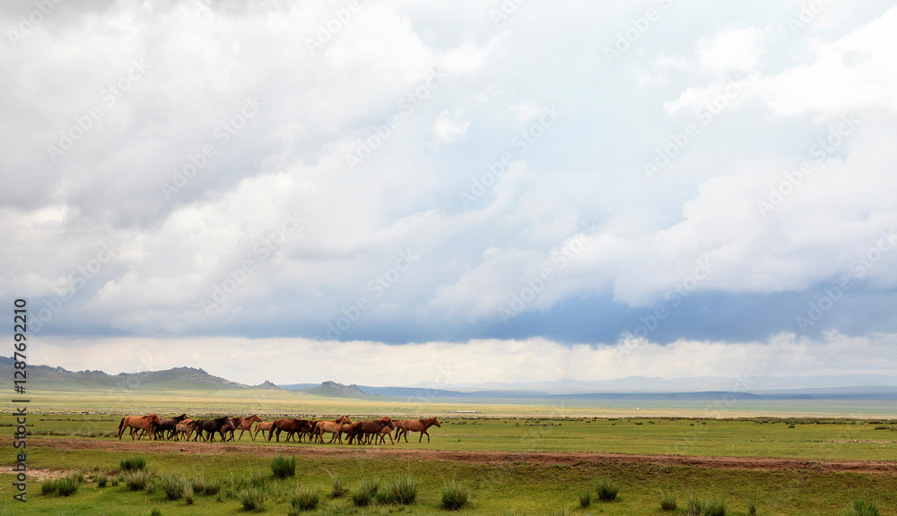A majestic herd of Mongolian horses gallops freely across the vast ...