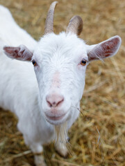 Wall Mural - A white goat with a long beard and horns is standing in a field of hay