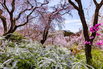 京都府　原谷苑の桜風景
