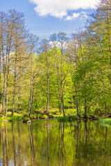 Wall Mural - Lush green trees at a river with water reflections a sunny day