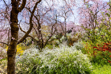 京都府　原谷苑の桜風景
