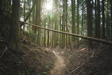 Wall Mural - Beautiful forest through the trees, summer scenery