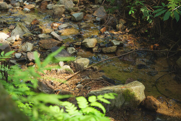 Wall Mural - Water Stream in a Lush Forest with Fern	