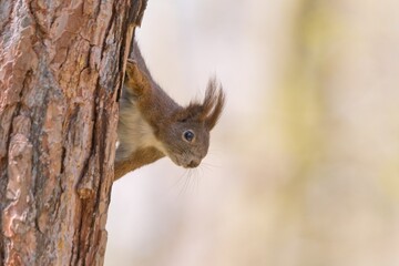 Wall Mural - A european red squirrel clibs on a tree strain. Sciurus vulgaris. Portrait of a cute red squirrel. 