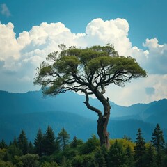 Wall Mural - a majestic tree rises above the treetops of the mountain, wildlife, vegetation