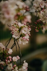 Wall Mural - Cherry Blossoms in Spring