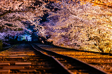 Wall Mural - 京都府　蹴上インクライン・桜風景　
