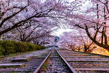 Wall Mural - 京都府　蹴上インクライン・桜風景　
