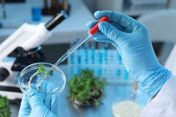 Wall Mural - GMO concept. Scientist injecting liquid into microgreens at table laboratory, closeup