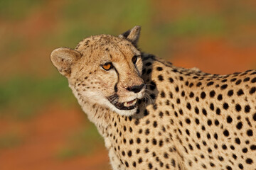 Wall Mural - portrait of an alert cheetah (acinonyx jubatus), madikwe game reserve, south africa.