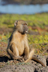 Wall Mural - a chacma baboon (papio ursinus) sitting in natural habitat, chobe national park, botswana.