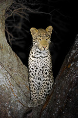 Wall Mural - an alert leopard (panthera pardus) siting in a tree during the night, madikwe game reserve, south af