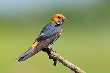 Wall Mural - a lesser striped swallow (cecropis abyssinica) perched on a branch, south africa.