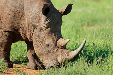 Wall Mural - portrait on an endangered white rhinoceros (ceratotherium simum), south africa.
