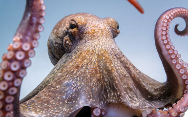 close-up of an octopus and its arms and tentacles on blue background