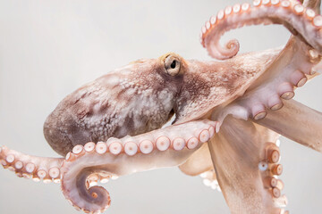 close-up of an octopus and its arms and tentacles on bright background