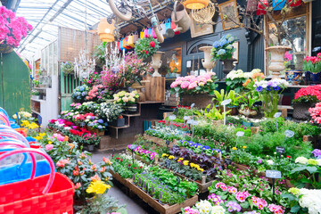 Wall Mural - Paris flower market with fresh flowers pots at Cite island, Paris France