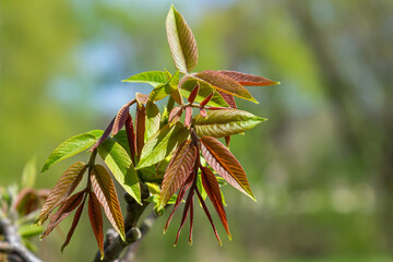 Wall Mural - foliage and catkins of the hazel tree during flowering, walnut blossoms in closeup in the spring season in the garden