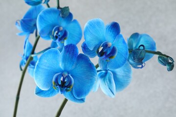 Wall Mural - Beautiful blue orchid flower on light grey background, closeup