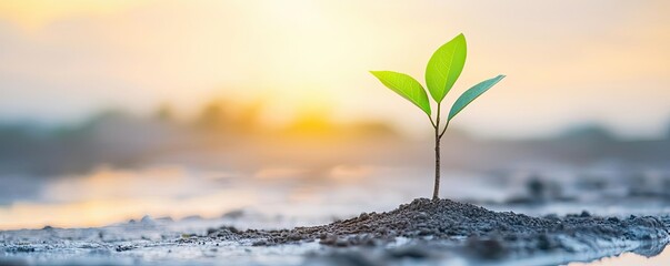 Poster - Earth day environmental concept. A young green plant grows in fertile soil under a beautiful sunrise.