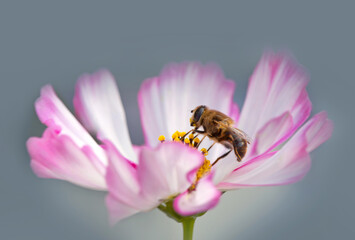Canvas Print - close up of a bee on white cosmos flower isolated on gray.