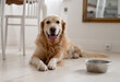 © tan4ikk - Adorable Golden Retriever Dog Lying On A Floor In A Kitchen With A Food Bowl