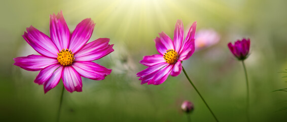 Canvas Print - pink cosmos flowers isolated on green blur background