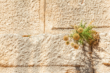 Wall Mural - Ancient background with old brick wall and dry plant