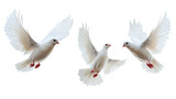 Three majestic white doves in flight transparent background png nature scene peaceful environment aerial view