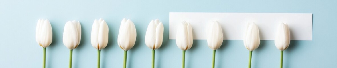 Poster - Minimalist Botanical Design Parallel White Tulip Arrangement on Smooth Blue - Modern Floristry and Interior Decor for Versatile Branding and Calm Aesthetics
