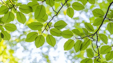 Closeup of Green Speckled Leaves on a Tree Branch