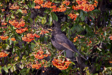 Wall Mural - (Turdus merula) looking for fruit to eat in pyracantha orange glow.