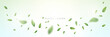 © King Designz - Green flying leaves on long white banner. Leaf falling. Wave foliage ornament. Flying leaves design, suitable for design elements. Green leaves background