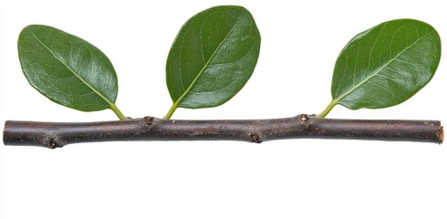 Canvas Print - Close up of a small tree branch with three vibrant green leaves, isolated on a white background. The branch is dark brown, showing texture. Simple