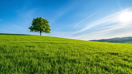 Poster - Single tree on grassy hill under a vibrant blue sky. Lush green field, bright sunlight, peaceful landscape. Tranquil nature scene