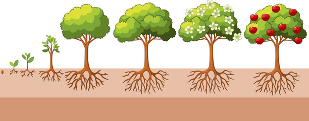 apple tree growing stages, apple tree life cycle from seed to ripe, isolated on white background