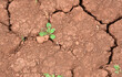 © Irina - Resilient Seedling on the dry and brown soil top view