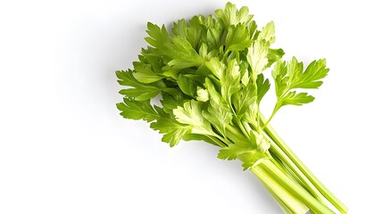 Wall Mural - Fresh Green Parsley Leaves Presenting on a White Background