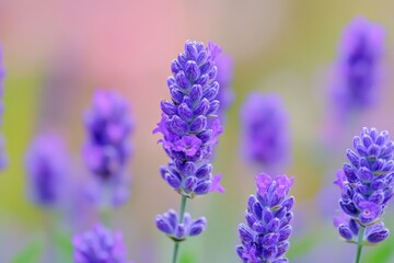 Sticker - A close-up shot of a bunch of purple flowers