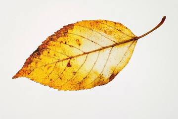 Canvas Print - A single yellow leaf hangs from a branch against a white background, ideal for illustrations about nature, seasons, or minimalism