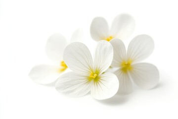 Poster - A close-up shot of a group of white flowers sitting on a clean white surface, ideal for use in still life photography or as a decorative element