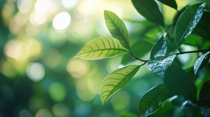 Wall Mural - Close-up shot of a leaf with water droplets glistening on its surface