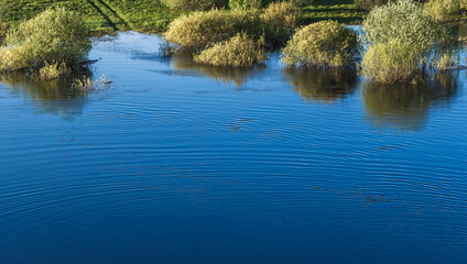 A beautiful scenery showcasing shrubs reflected in calm blue water