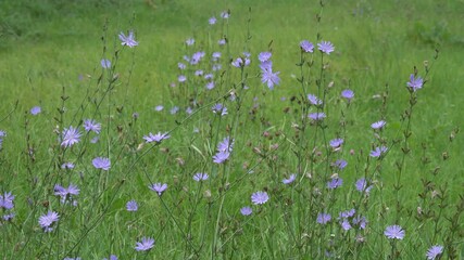 Wall Mural - Blue flowers of blooming chicory on a meadow.