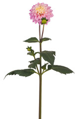 Wall Mural - dahlia flower isolated