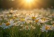 © Tatyana - Field of white daisies with yellow centers bathed in warm sunlight